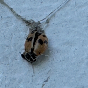 Hippodamia variegata at Speers Point, NSW - 28 Jul 2024