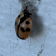 Hippodamia variegata at Speers Point, NSW - 28 Jul 2024 04:17 PM