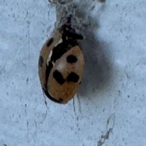 Hippodamia variegata at Speers Point, NSW - 28 Jul 2024 04:17 PM