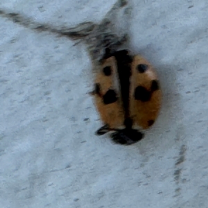 Hippodamia variegata at Speers Point, NSW - 28 Jul 2024