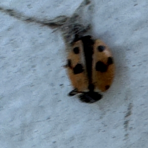 Hippodamia variegata at Speers Point, NSW - 28 Jul 2024 04:17 PM