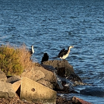 Microcarbo melanoleucos (Little Pied Cormorant) at Speers Point, NSW - 28 Jul 2024 by Hejor1