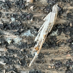 Metura elongatus at Speers Point, NSW - 28 Jul 2024 04:27 PM
