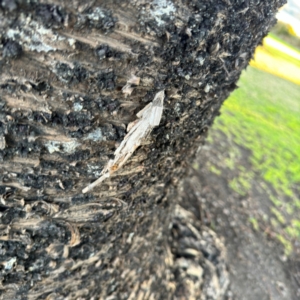 Metura elongatus at Speers Point, NSW - 28 Jul 2024 04:27 PM
