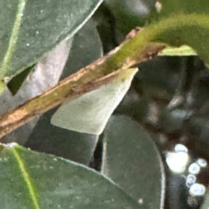 Flatidae (family) at Cardiff, NSW - 28 Jul 2024 05:00 PM