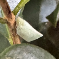 Flatidae (family) at Cardiff, NSW - 28 Jul 2024 05:00 PM