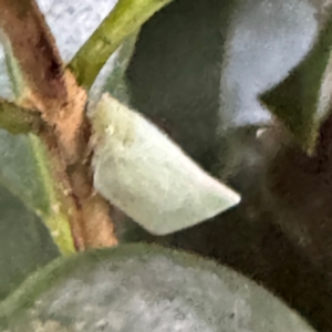 Flatidae (family) at Cardiff, NSW - 28 Jul 2024 05:00 PM