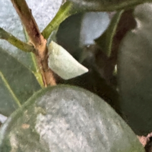 Flatidae (family) at Cardiff, NSW - 28 Jul 2024 05:00 PM