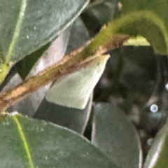 Flatidae (family) at Cardiff, NSW - 28 Jul 2024 05:00 PM