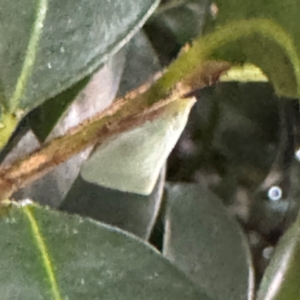 Flatidae (family) at Cardiff, NSW - 28 Jul 2024 05:00 PM