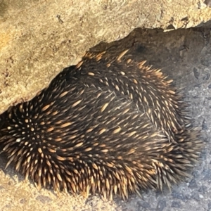 Tachyglossus aculeatus at Ainslie, ACT - 28 Jul 2024 04:22 PM