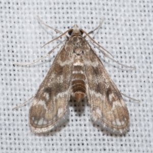 Hygraula nitens at Freshwater Creek, VIC - 21 Dec 2022