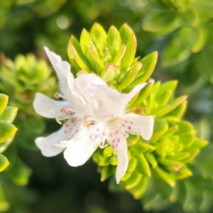 Westringia fruticosa at Jervis Bay, JBT - 8 Jul 2024