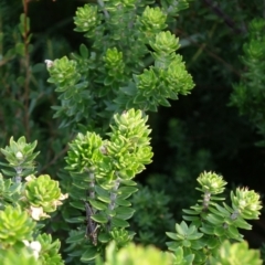 Westringia fruticosa at Jervis Bay, JBT - 8 Jul 2024