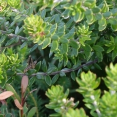 Westringia fruticosa at Jervis Bay, JBT - 8 Jul 2024