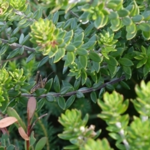 Westringia fruticosa at Jervis Bay, JBT - 8 Jul 2024