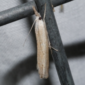 Culladia cuneiferellus at Freshwater Creek, VIC - 21 Dec 2022