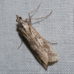 Nomophila corticalis (A Crambid moth (Spilomelinae) at Freshwater Creek, VIC - 22 Dec 2022 by WendyEM