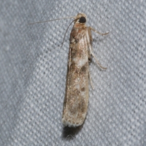 Ephestiopsis oenobarella at Freshwater Creek, VIC - 21 Dec 2022 10:28 PM