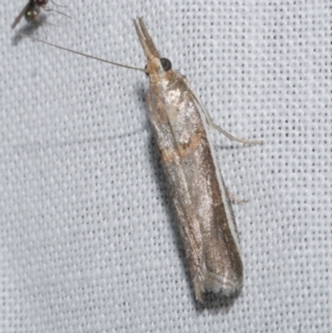 Etiella behrii at Freshwater Creek, VIC - 21 Dec 2022 11:58 PM