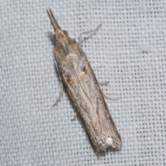 Etiella behrii at Freshwater Creek, VIC - 21 Dec 2022 11:58 PM