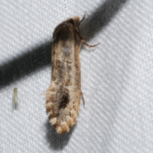 Moerarchis inconcisella at Freshwater Creek, VIC - 21 Dec 2022