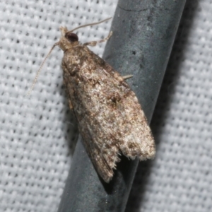 Capua dura at Freshwater Creek, VIC - 22 Dec 2022 01:15 AM