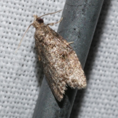 Capua dura (A Tortricid moth) at Freshwater Creek, VIC - 22 Dec 2022 by WendyEM