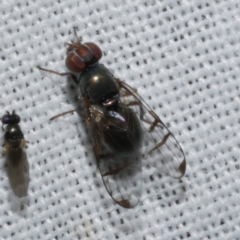 Rivellia sp. (genus) (Signal fly) at Freshwater Creek, VIC - 22 Dec 2022 by WendyEM