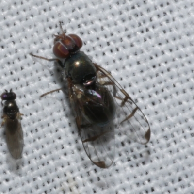 Rivellia sp. (genus) at Freshwater Creek, VIC - 21 Dec 2022 by WendyEM