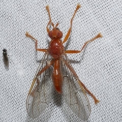 Pyrgotidae sp. (family) (A pyrgotid fly) at Freshwater Creek, VIC - 22 Dec 2022 by WendyEM