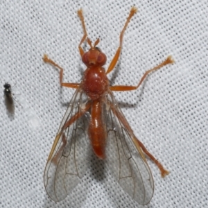 Pyrgotidae sp. (family) at Freshwater Creek, VIC - 22 Dec 2022 12:42 AM