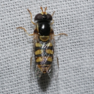 Simosyrphus grandicornis at Freshwater Creek, VIC - 21 Dec 2022 10:07 PM