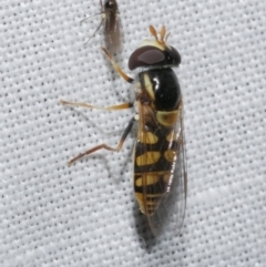 Simosyrphus grandicornis at Freshwater Creek, VIC - 21 Dec 2022 10:07 PM