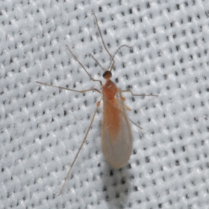 Cecidomyiidae (family) at Freshwater Creek, VIC - 21 Dec 2022 10:53 PM