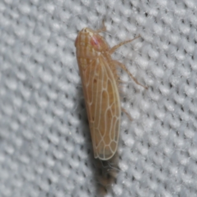 Graminella (Genus) (A leafhopper) at Freshwater Creek, VIC - 22 Dec 2022 by WendyEM