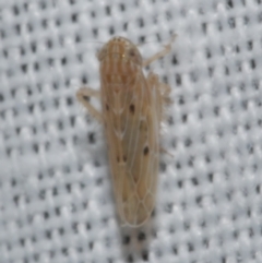 Cicadellidae (family) at Freshwater Creek, VIC - 21 Dec 2022 by WendyEM