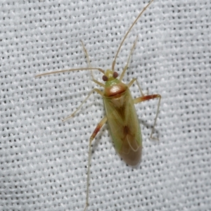 Creontiades dilutus at Freshwater Creek, VIC - 22 Dec 2022 12:43 AM