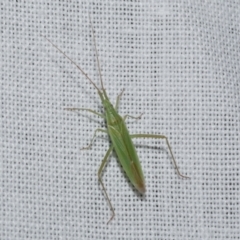 Miridae (family) at Freshwater Creek, VIC - 22 Dec 2022 by WendyEM