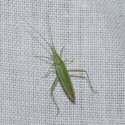 Alydidae (family) (A broad-headed bug) at Freshwater Creek, VIC - 22 Dec 2022 by WendyEM