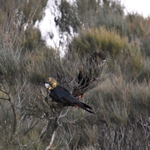 Calyptorhynchus lathami lathami at Wentworth Falls, NSW - suppressed