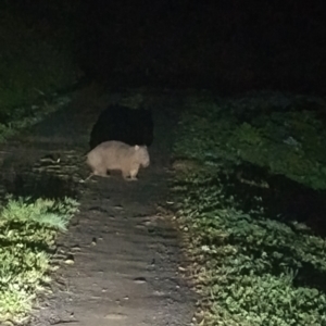 Vombatus ursinus at Upper Kangaroo Valley, NSW - 26 Jul 2024 09:04 PM