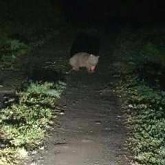 Vombatus ursinus at Upper Kangaroo Valley, NSW - 26 Jul 2024 09:04 PM