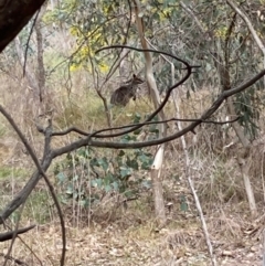 Wallabia bicolor (Swamp Wallaby) at Brindabella, NSW - 27 Jul 2024 by Rosie