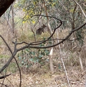 Wallabia bicolor at Brindabella, NSW - 28 Jul 2024