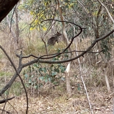 Wallabia bicolor (Swamp Wallaby) at Brindabella, NSW - 27 Jul 2024 by Rosie