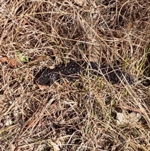 Tiliqua rugosa at Hall, ACT - 24 Jul 2024