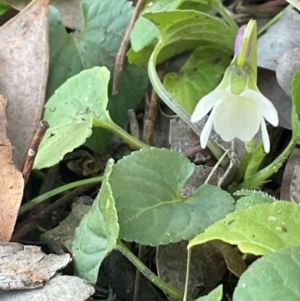 Viola odorata at Ainslie, ACT - 28 Jul 2024 04:26 PM