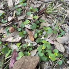 Viola odorata at Ainslie, ACT - 28 Jul 2024