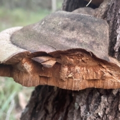 Phellinus sp. at Ransome, QLD - 27 Jul 2024 by Clarel